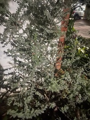 Eucalyptus cinerea
