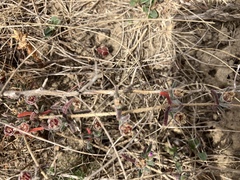 Drosanthemum ambiguum