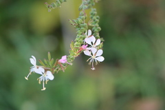 Gaura
