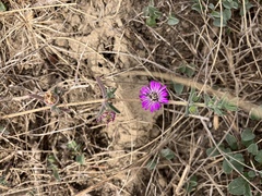 Drosanthemum ambiguum