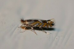 Macrosaccus robiniella