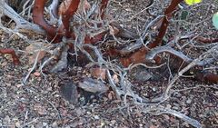 Arctostaphylos glauca