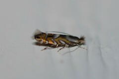 Macrosaccus robiniella