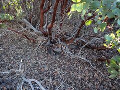 Arctostaphylos glauca