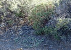 Arctostaphylos glauca
