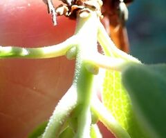 Arctostaphylos glauca
