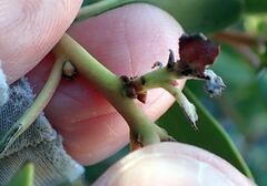 Arctostaphylos glauca