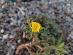 Oenothera parviflora