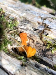 Dacrymyces chrysospermus