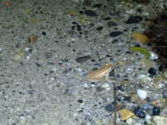 Dendropsophus microcephalus