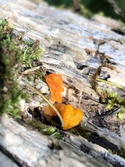 Dacrymyces chrysospermus