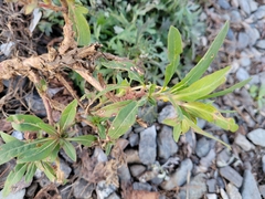 Oenothera parviflora