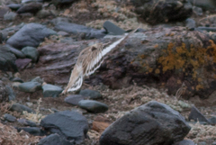 Montifringilla davidiana