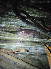 Leptodactylus savagei