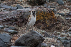 Montifringilla davidiana