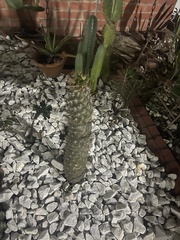 Pachypodium lamerei