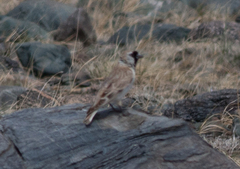 Montifringilla davidiana