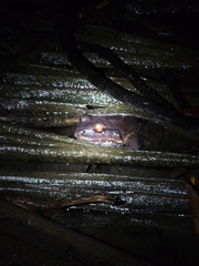 Leptodactylus savagei