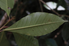 Quintinia verdonii