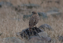 Montifringilla davidiana