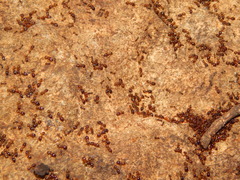 Pheidole