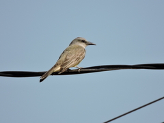 Tyrannus melancholicus