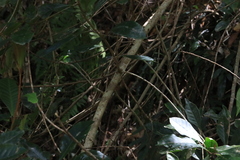 Quintinia verdonii
