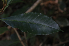 Quintinia verdonii