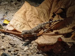 Thecadactylus rapicauda