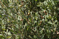 Leptospermum laevigatum