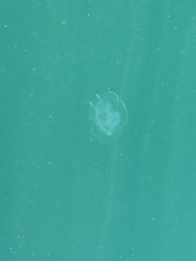 Bolinopsis infundibulum