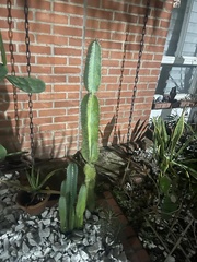 Euphorbia trigona