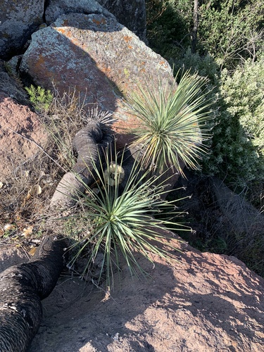 Dasylirion acrotrichum