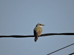 Tyrannus melancholicus