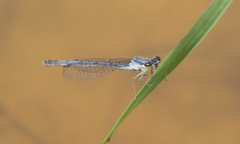 Ischnura posita