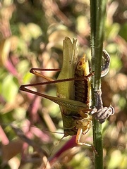 Orchelimum pulchellum