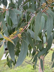 Eucalyptus ovata