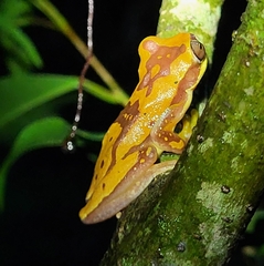 Dendropsophus ebraccatus