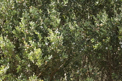 Leptospermum laevigatum