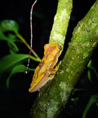 Dendropsophus ebraccatus