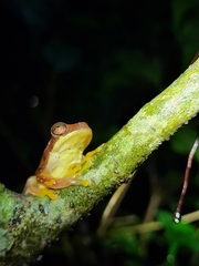 Dendropsophus ebraccatus