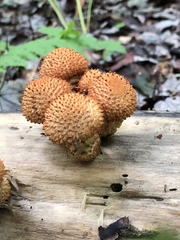 Pholiota