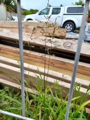Poa trivialis