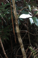 Quintinia verdonii