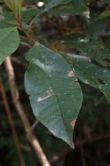 Quintinia verdonii