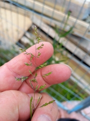 Poa trivialis