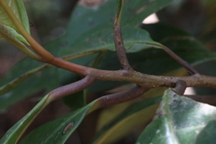 Quintinia verdonii