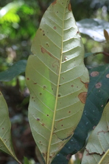 Quintinia verdonii