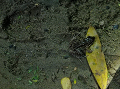 Leptodactylus insularum