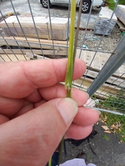 Poa trivialis